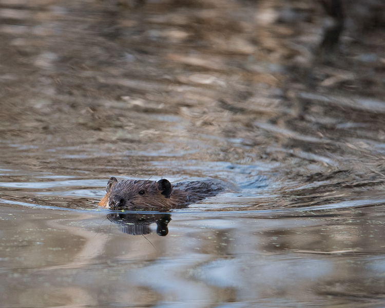 beaver on patrol D81_5393_z