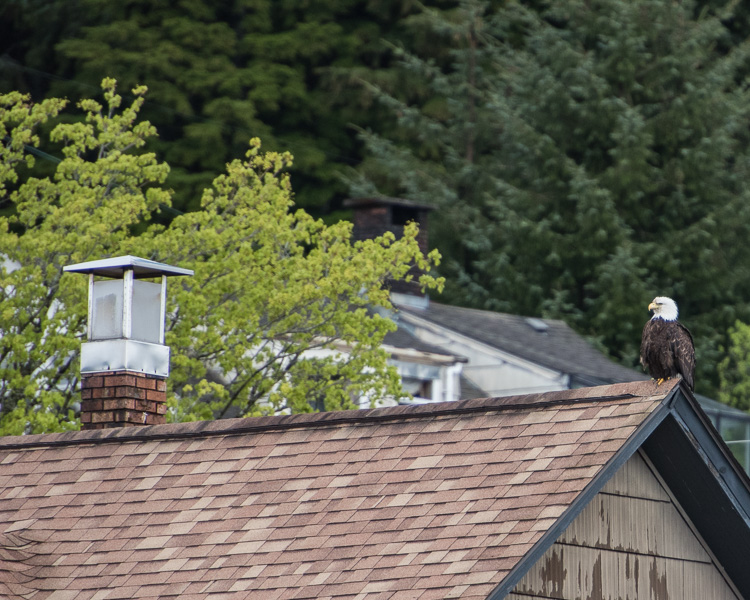 Eagle on a roof D81_5555_z